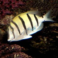 Convict Surgeonfish - Medium