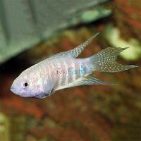 Albino Paradise Fish 3.5cm	