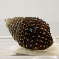 Algae Eater Snail - Medium
