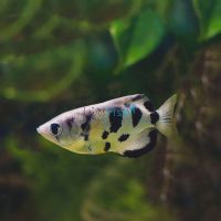 Archer Fish - Brackish 3cm