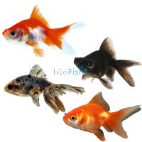 Assorted Fantail 7cm