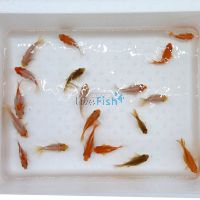 30 x Assorted Nymph 5cm