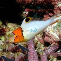 Bicolor Parrotfish - Medium