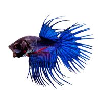 Blue Crowntail Male Fighter 5cm 