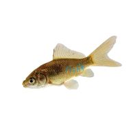 Uncoloured Goldfish 3cm