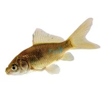300 x Feeder Goldfish (4-5cm)