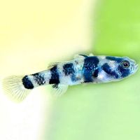 Burmese Spotted Bumble Bee Goby 2cm