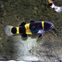 Bumble Bee Goby 2.5cm