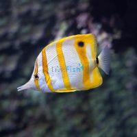 Copperband Butterflyfish - Medium