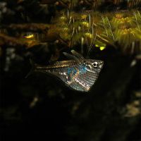 Black-Winged Hatchet Fish 3cm