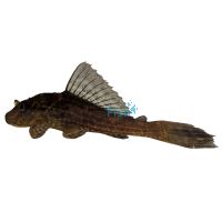 Chocolate Plecostomus Catfish 4cm 