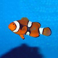 Percula Clownfish - Medium