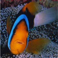 Clownfish Blue Lined - Medium