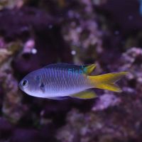 Coral Damselfish - Medium