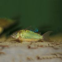 Emerald Catfish 3cm