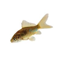 50 x Feeder Goldfish (2.5-3.5cm)