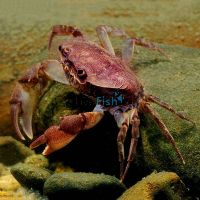 Freshwater Crab Darwin 5cm