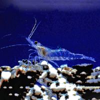 60 x Shrimp - Freshwater Glass (2-3cm) 