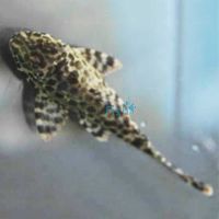Gold Spotted Plecostomus (L1) 4cm