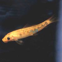 Gold Sucking Catfish 7cm