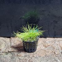 Hairgrass - Pot