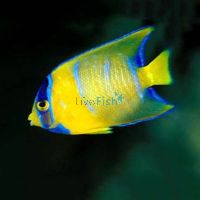 Blue Angelfish - Medium Juvenile