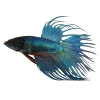 Crowntail Ocean Green Male Fighter 5cm
