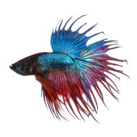 Assorted Crowntail Male Fighter 5cm