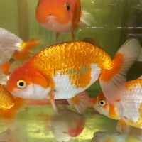 Japan Red and White Ranchu 5cm