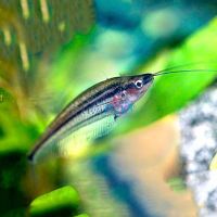 Striped Glass Catfish 7cm