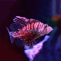 Zebra Lionfish - Small