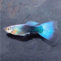 Male Blue Neon Guppy 3.5cm