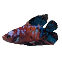 Male Doubletail Nemo Betta 5cm
