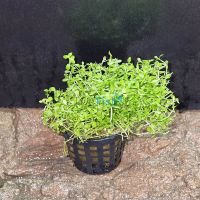 Micranthemum Monte Carlo (MU) - Pot