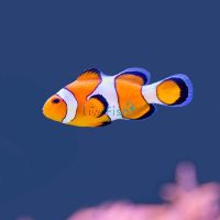 Orange & White Clownfish - Medium