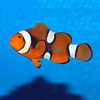 Percula Onyx Clownfish - Medium