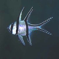 Banggai Cardinalfish - Medium