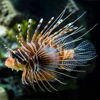 Antennata Lionfish - Medium