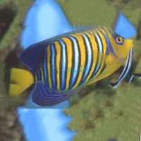 Yellow Belly Regal Angelfish - Large