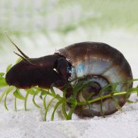 Ramshorns Snail - Medium
