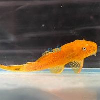 Red Bristlenose Catfish 5cm