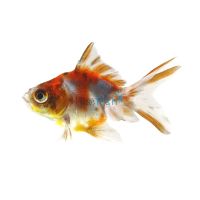 Ryukin Calico Goldfish 7cm