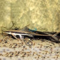 Longnose Whiptail Catfish 8cm