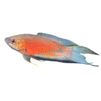 Super Red Paradise Fish 4cm