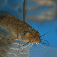 Tandanus Catfish 7cm