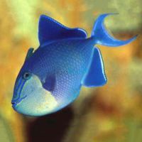 Niger Triggerfish - Redtooth Medium