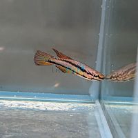 Twin Stripe Pencilfish 3cm