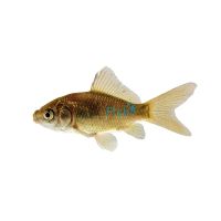 Uncoloured Goldfish 5cm