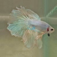 Assorted Select Halfmoon Rosetail male 6cm 
