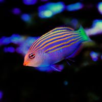 Sixline Wrasse - Small